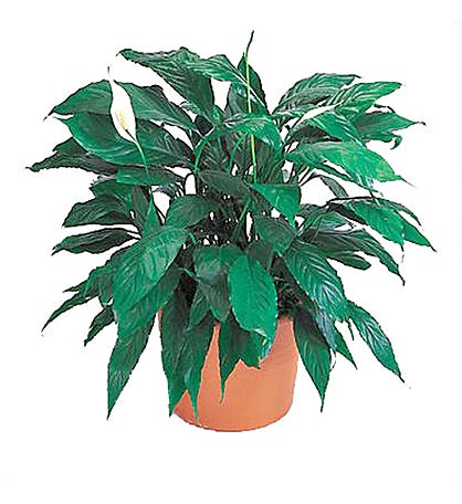 Spathiphyllum Plant